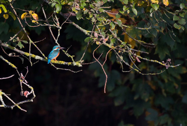 Kingfisher