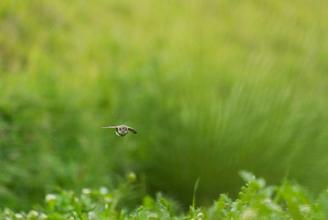 Sand Martin