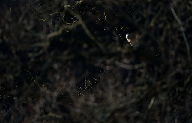 Barn Owl