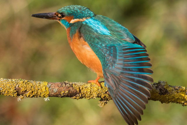 Kingfisher