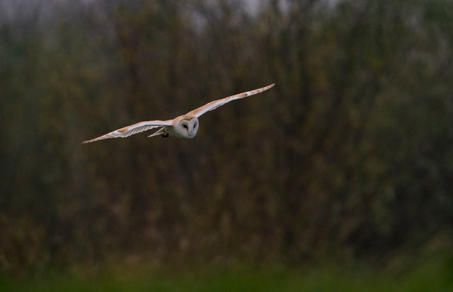 Barn Owl