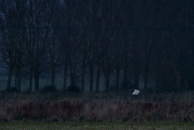 Barn Owl