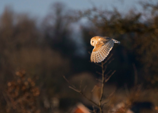Barn Owl