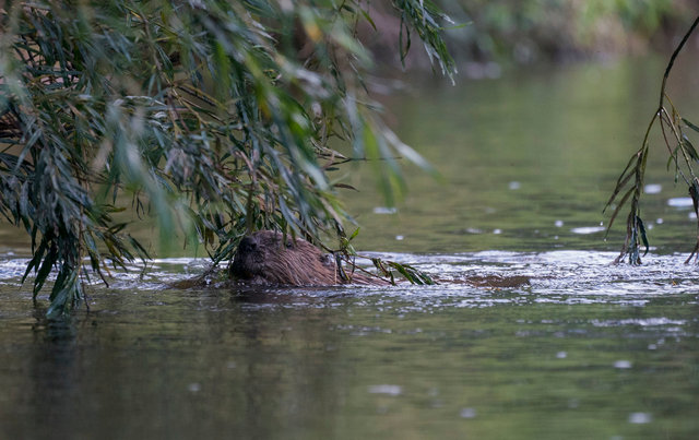 Beaver