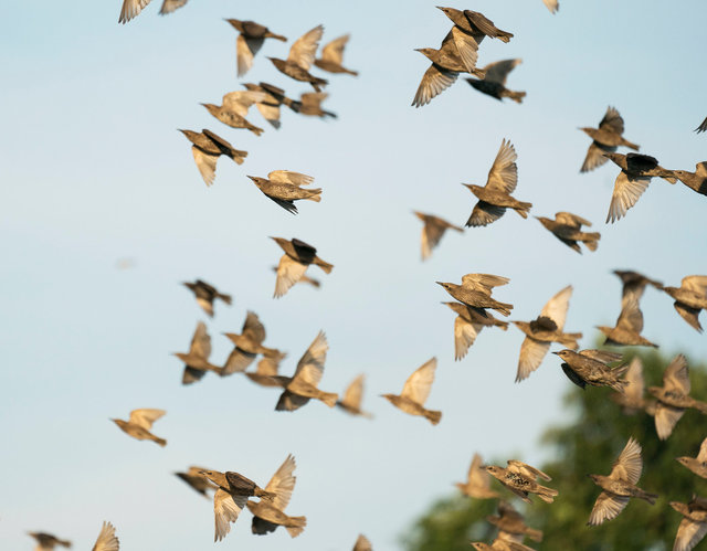 Starlings