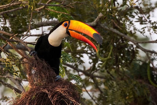 Toco Toucan