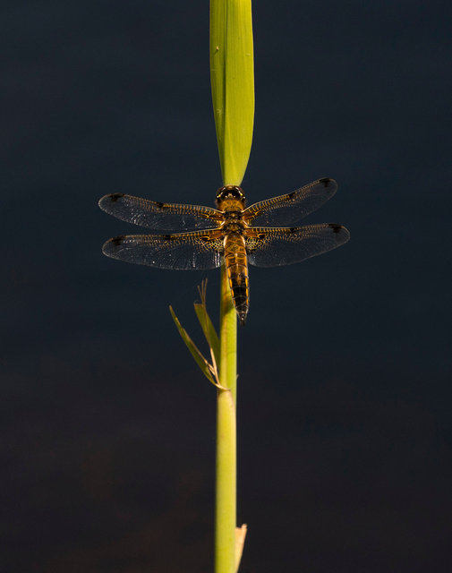Four-spotted Chaser dragonfly