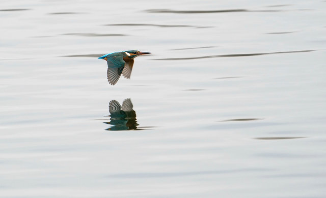 Kingfisher