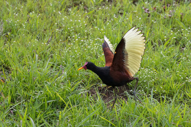 Wattled Jacana