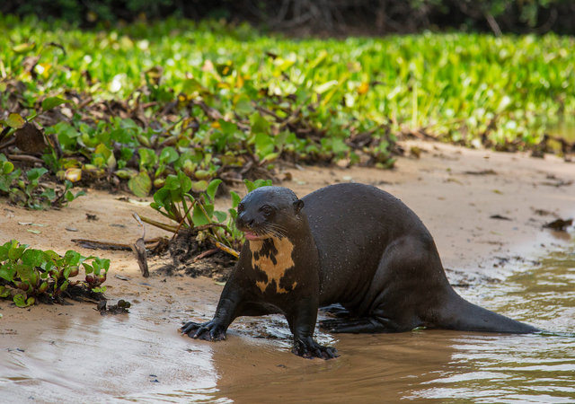Giant River Otter
