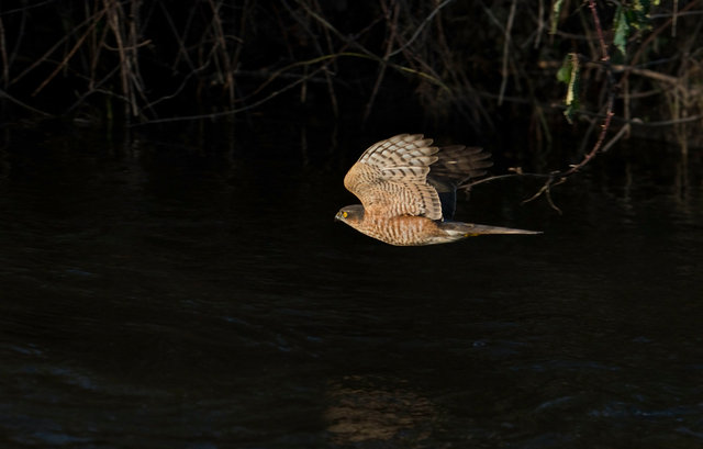 Sparrowhawk