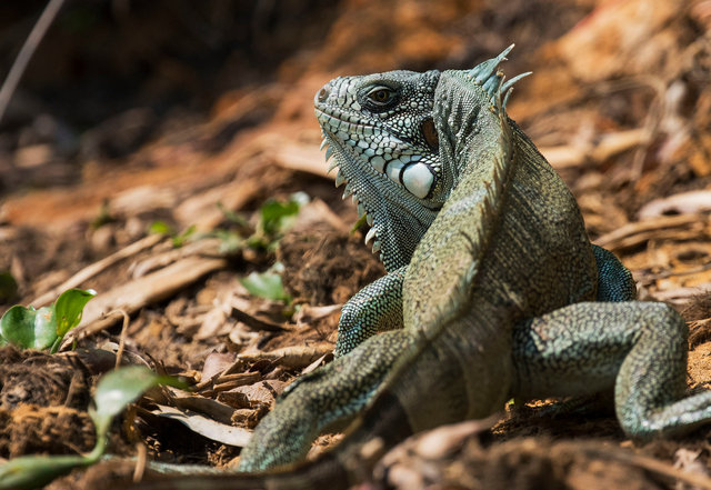 Green Iguana