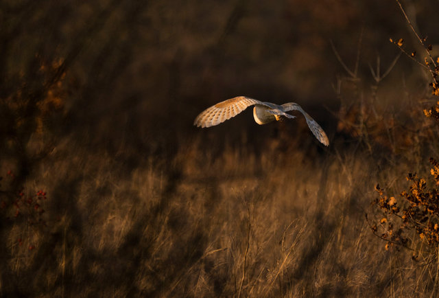 Barn Owl