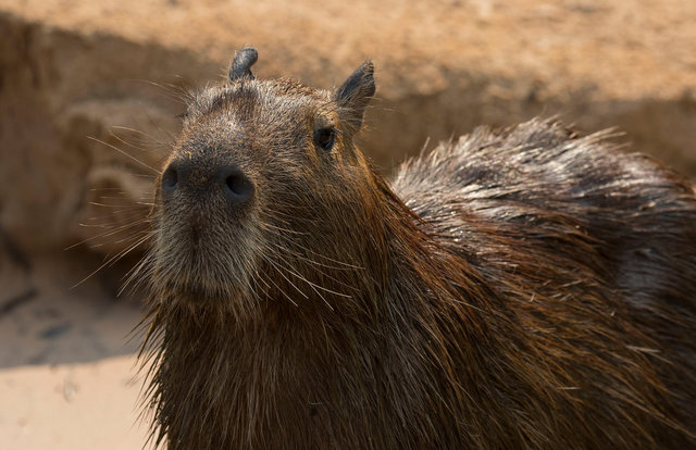 Capybara