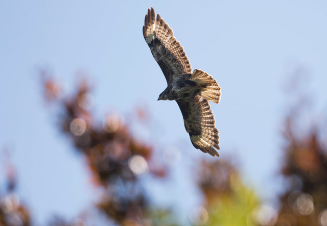 Buzzard