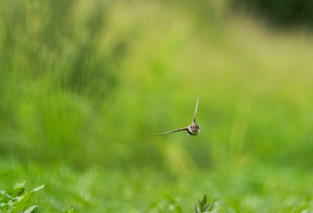 Sand Martin