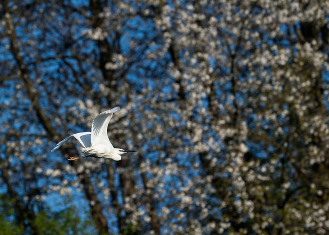 Little egret