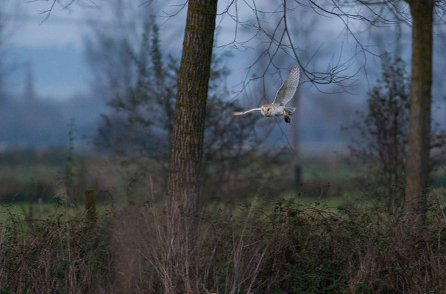 Barn Owl with prey