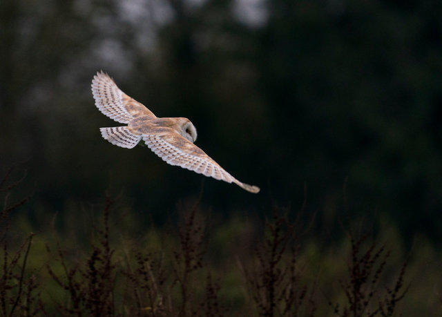 Barn Owl