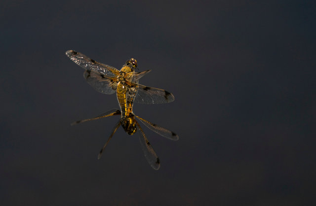 Four-spotted Chaser dragonflies