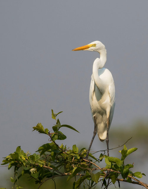 Great Egret