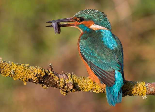 Kingfisher