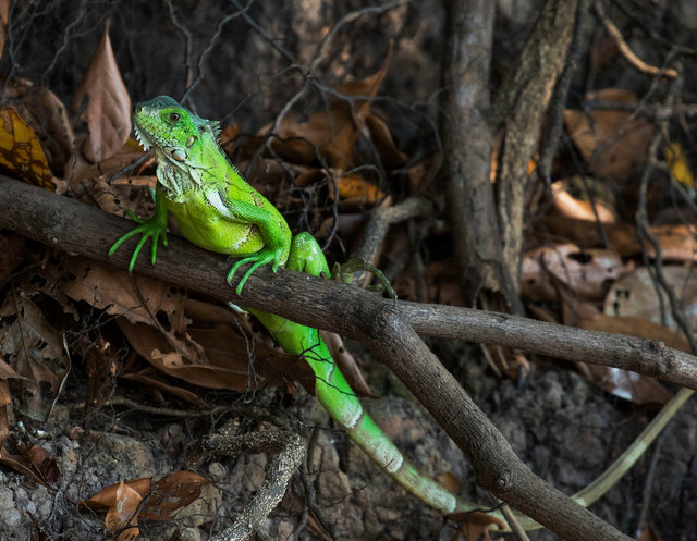 Green Iguana