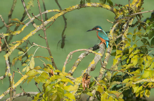 Kingfisher