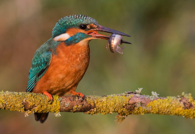 Kingfisher