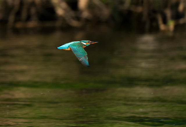 Kingfisher