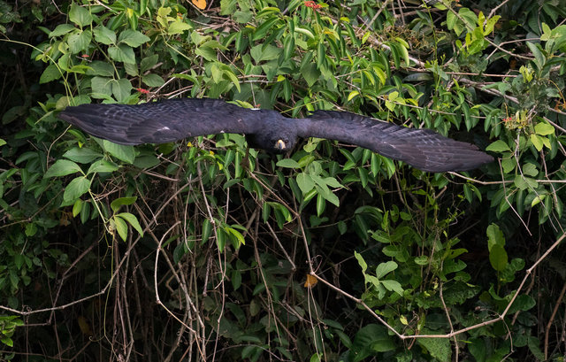 Great Black Hawk