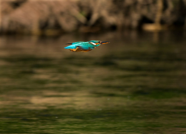 Kingfisher