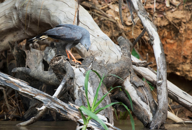 Crane Hawk