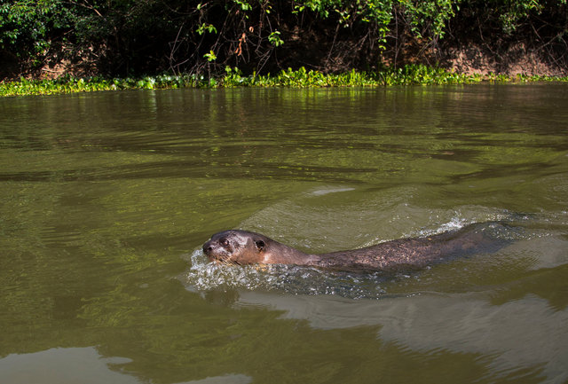Giant River Otter