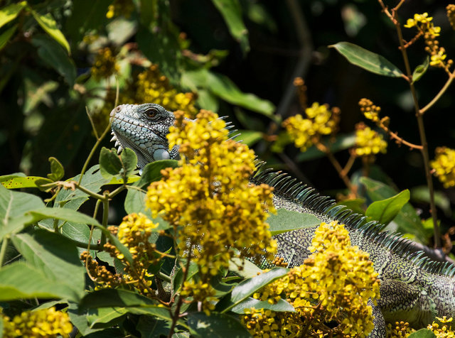 Green Iguana