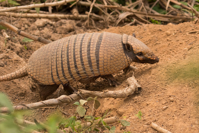 Nine-banded Armadillo