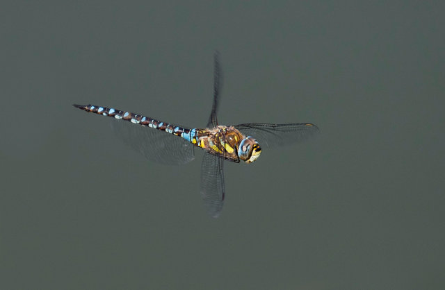 Southern hawker dragonfly