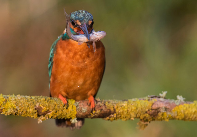 Kingfisher