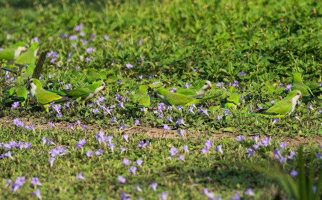 Monk Parakeets