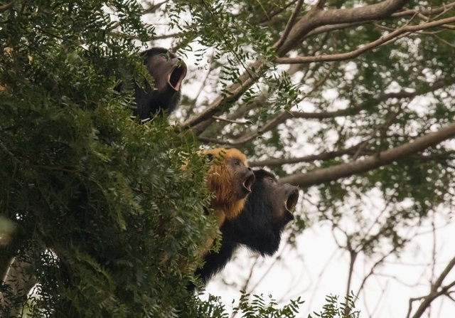 Howler Monkeys