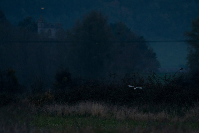 Barn Owl