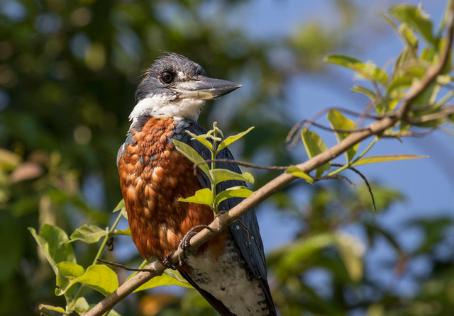 Ringed Kingfisher