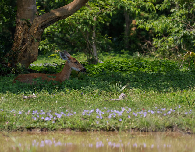 Marsh Deer