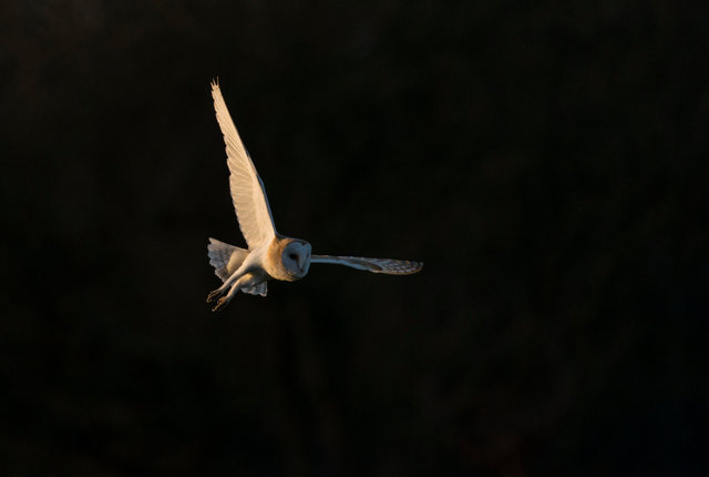 Barn Owl