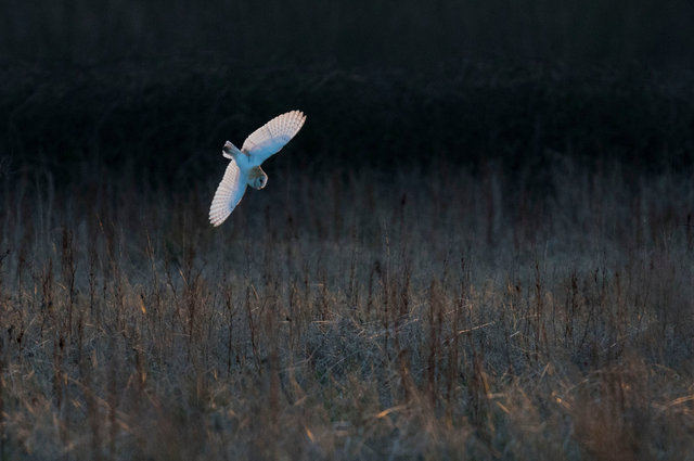Barn Owl
