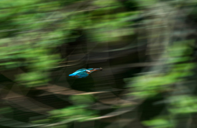 Kingfisher with fish