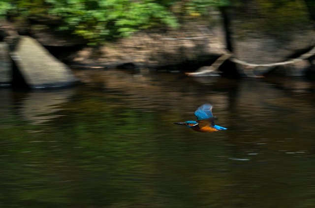 Kingfisher
