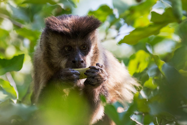 Capuchin Monkey