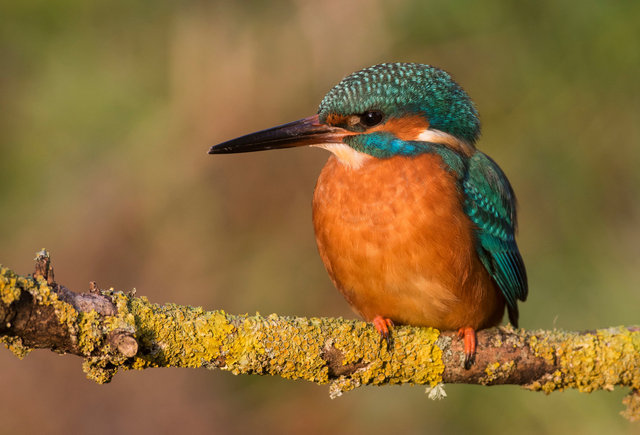 Kingfisher