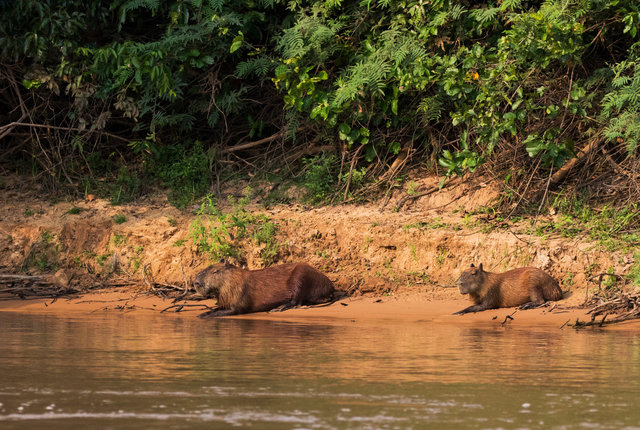 Capybara